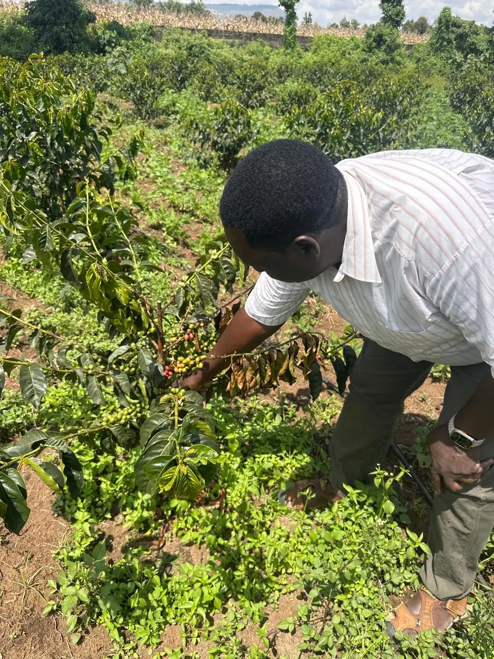 Rhino Farms — the trees in fruit